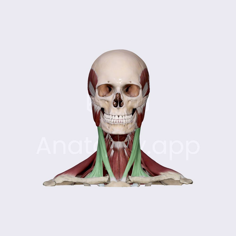 Sternocleidomastoid muscle