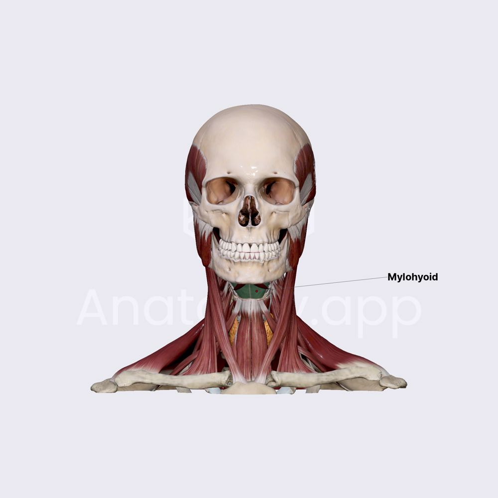 Mylohyoid