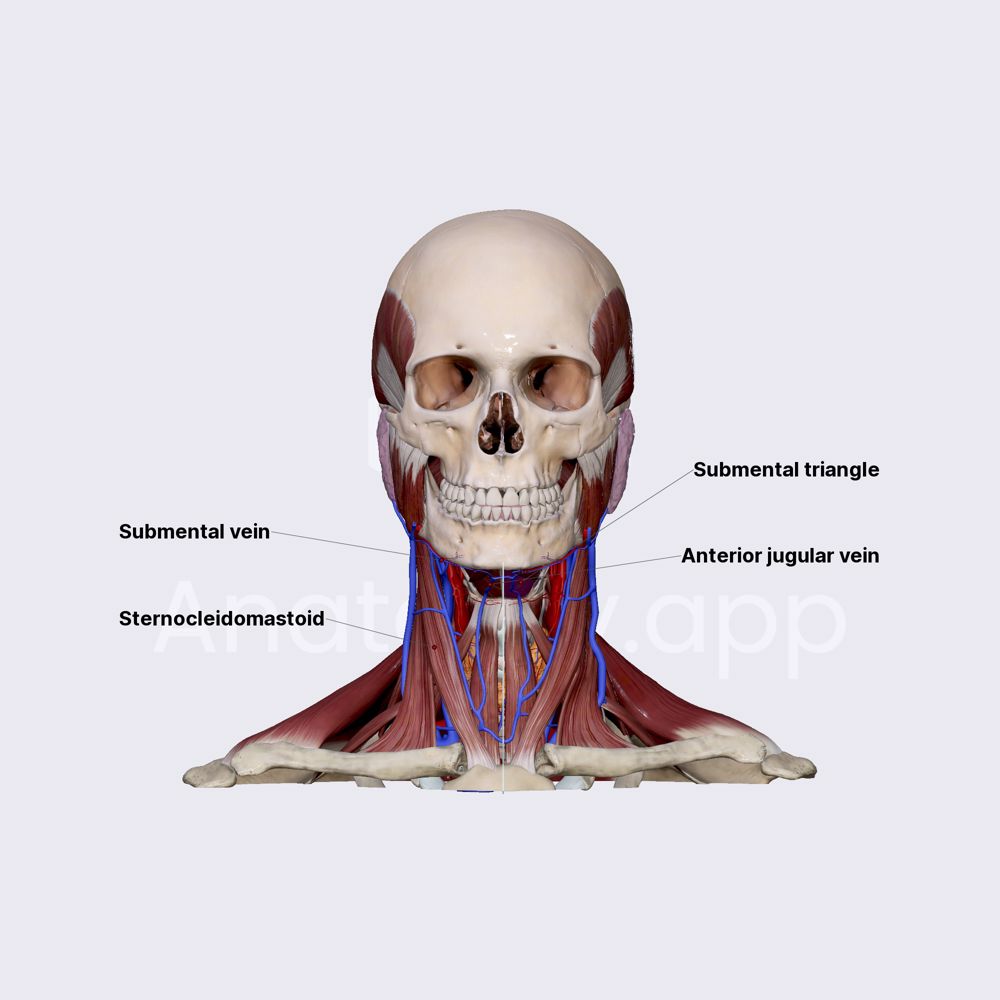 Content of submental triangle