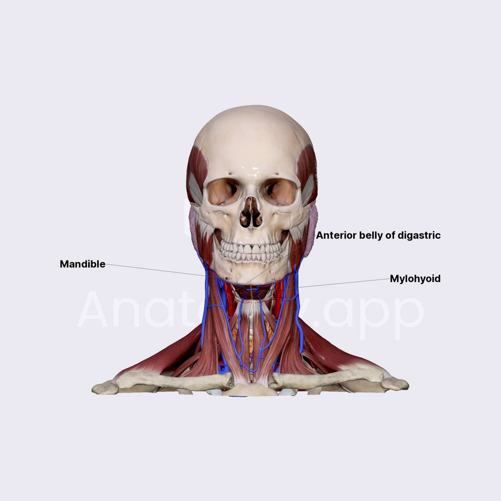 Submandibular triangle