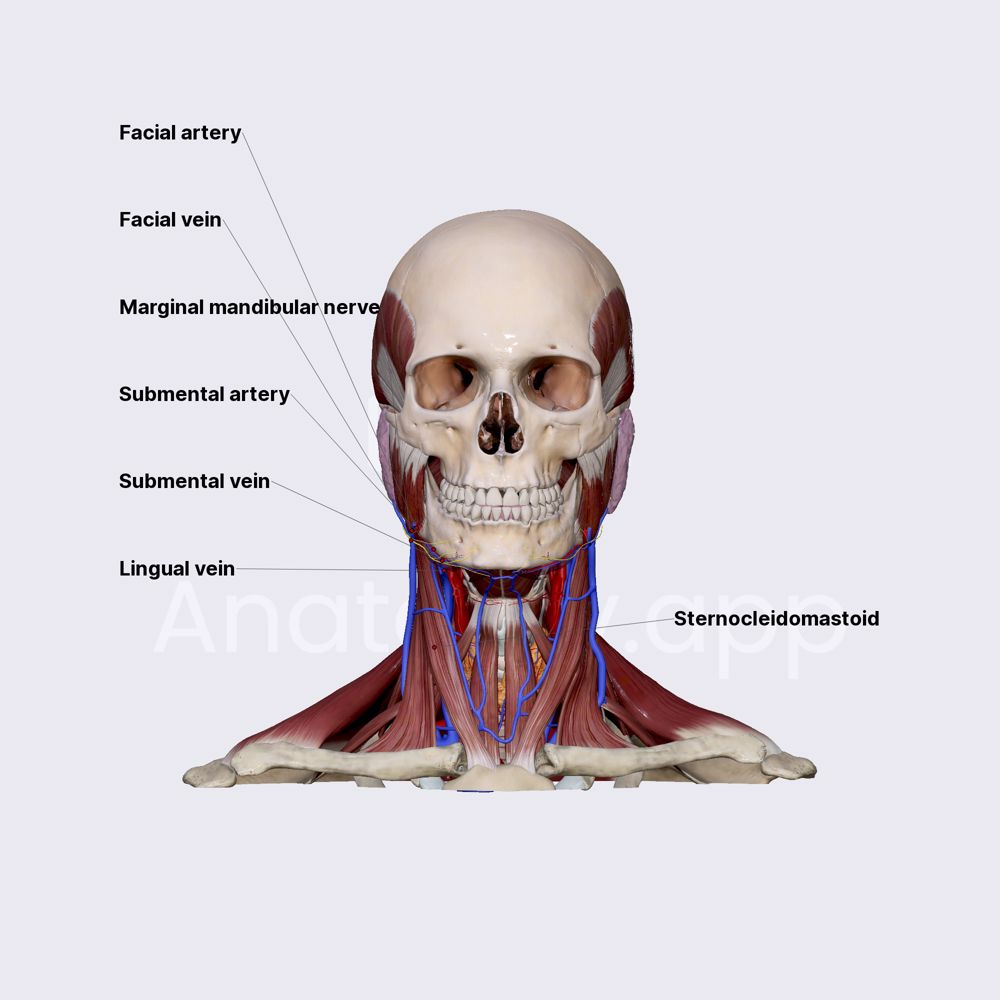 Content of submandibular triangle