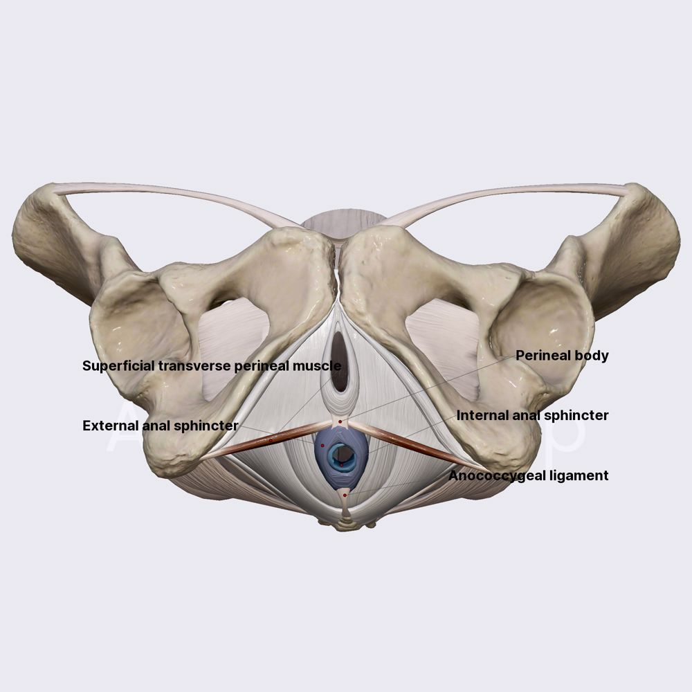 Anal sphincters