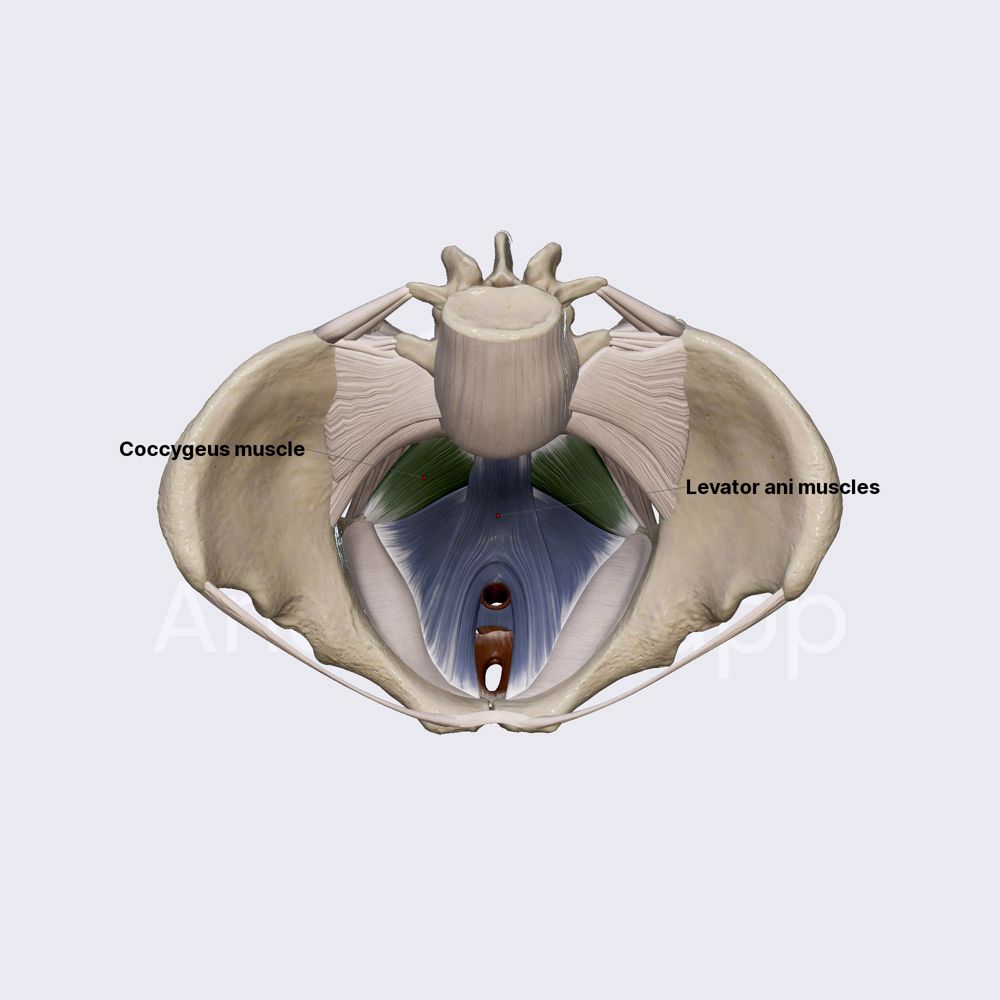 Pelvic floor components