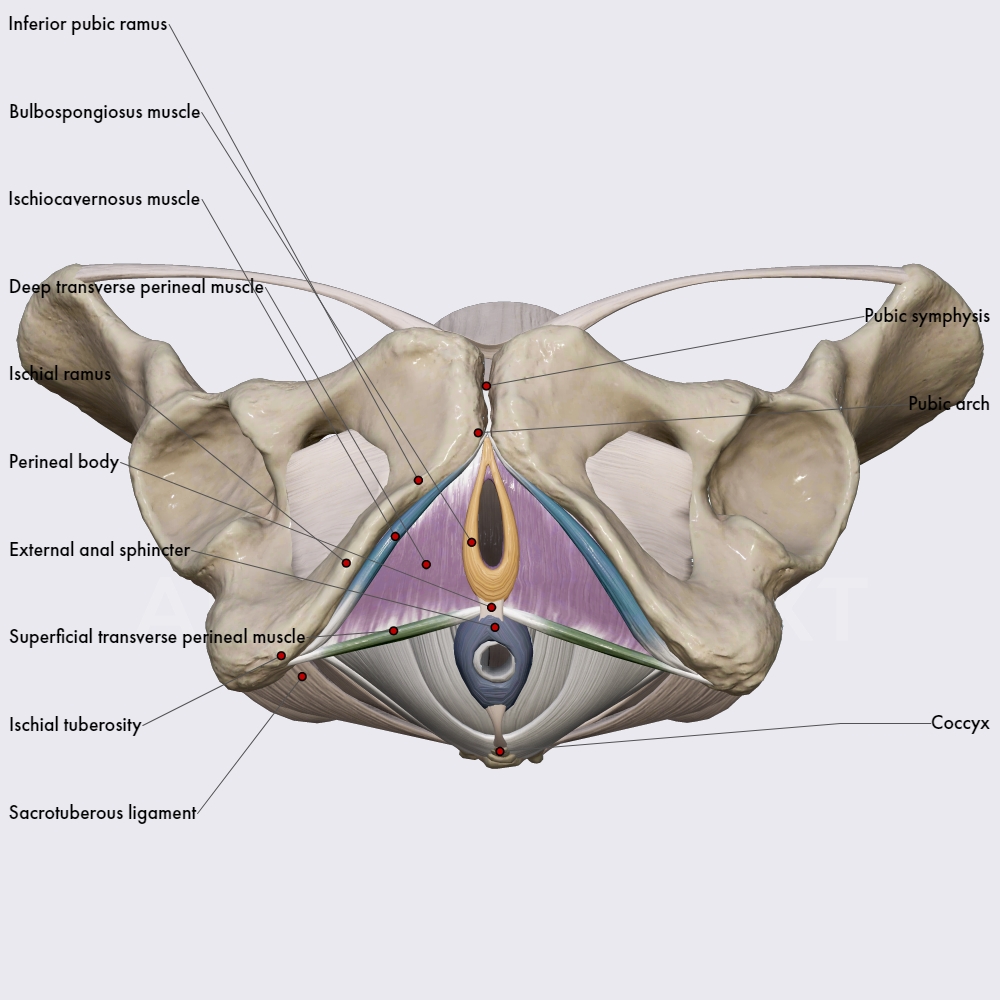 Muscles of the perineal body