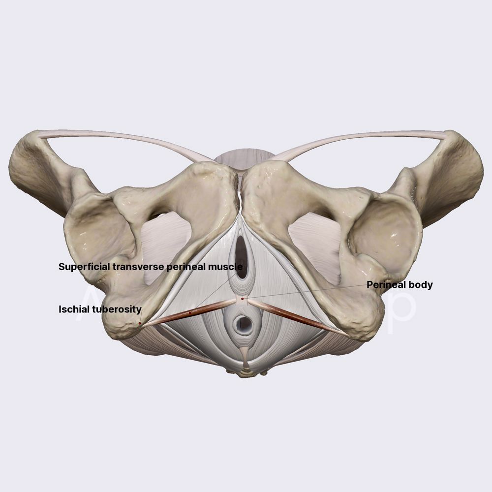 Superficial transverse perineal muscle