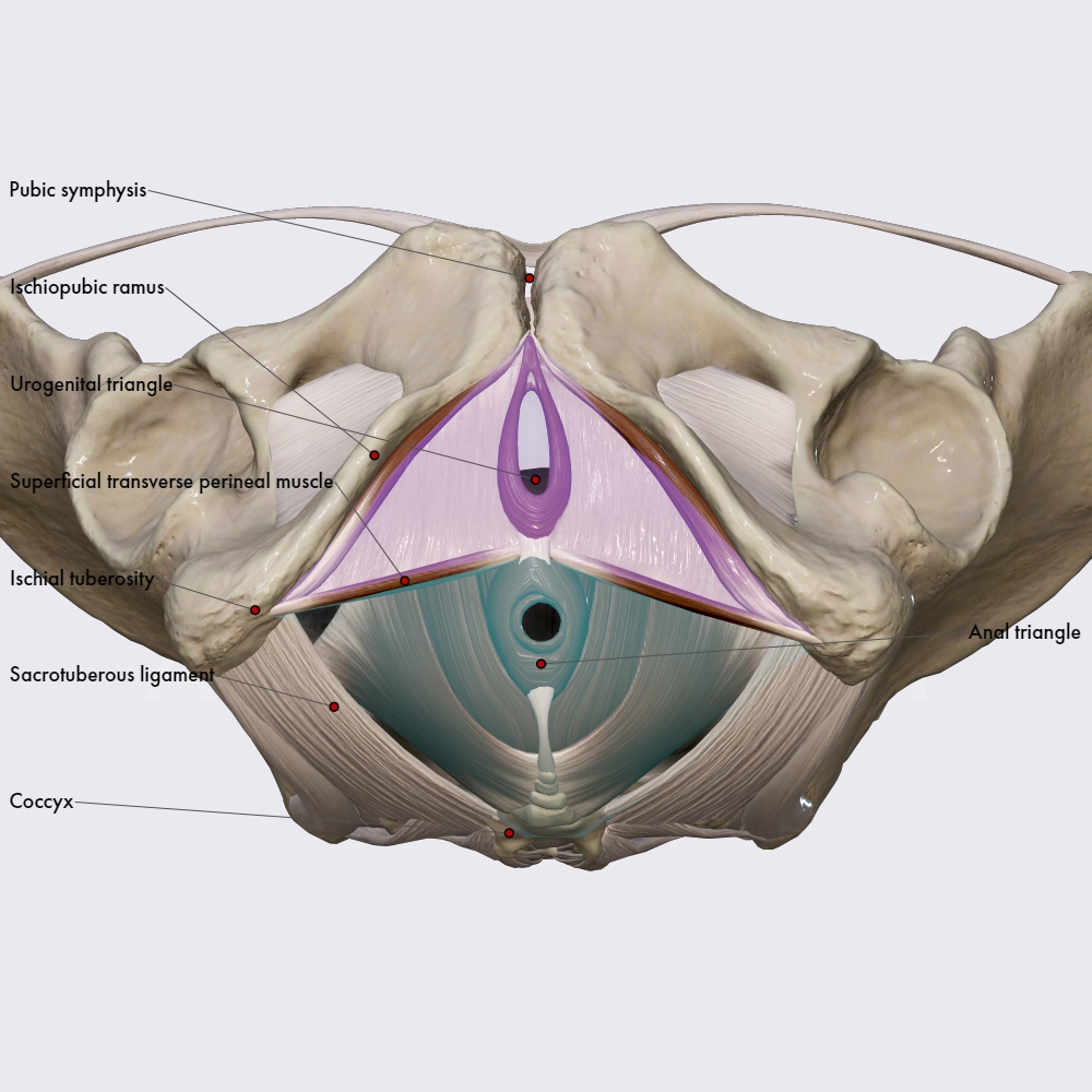 Urogenital triangle and anal triangle