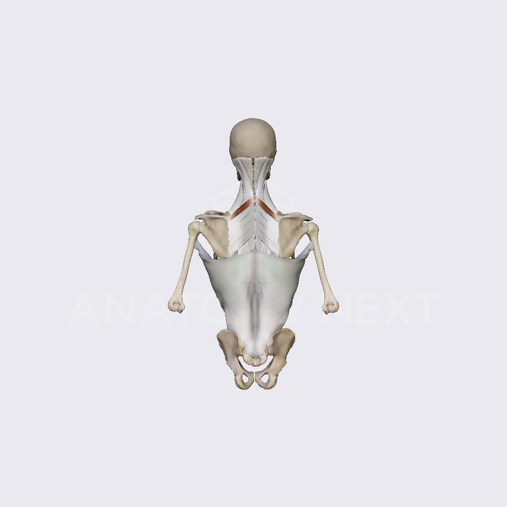Rhomboid minor muscle