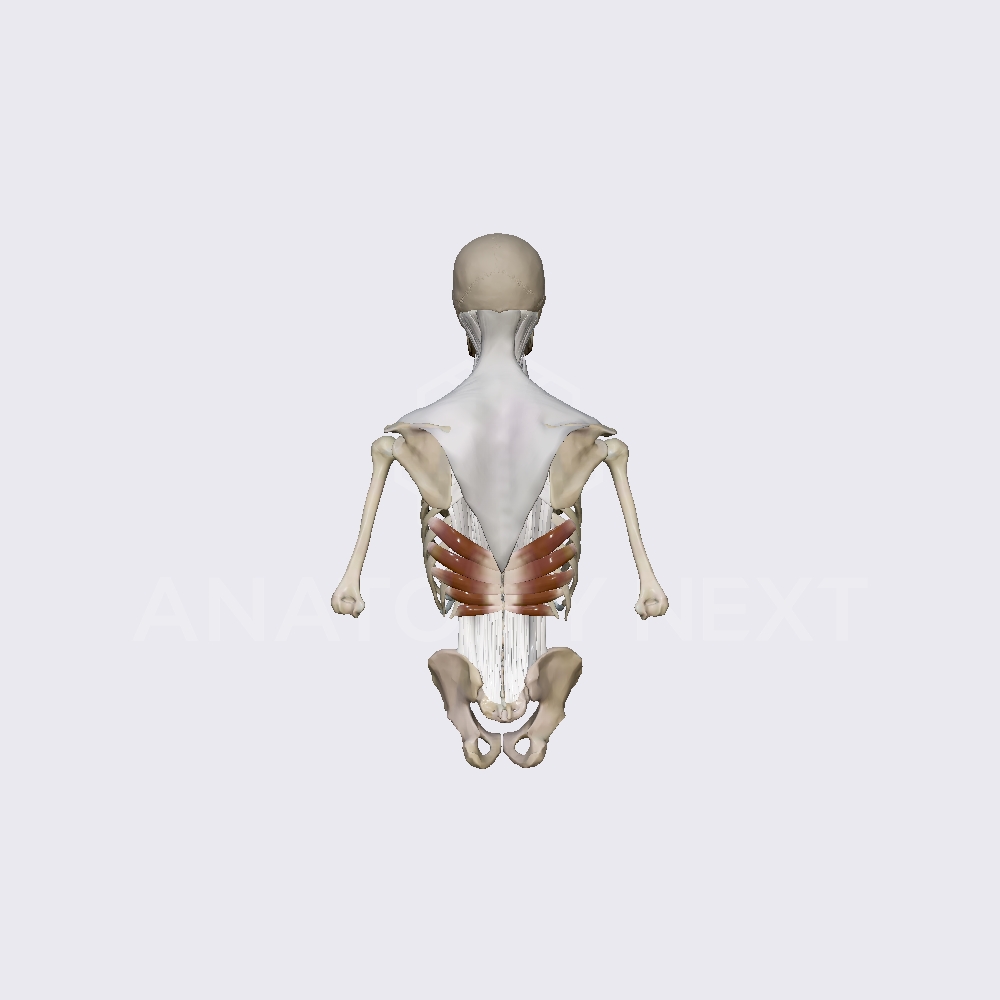 Serratus posterior inferior muscle