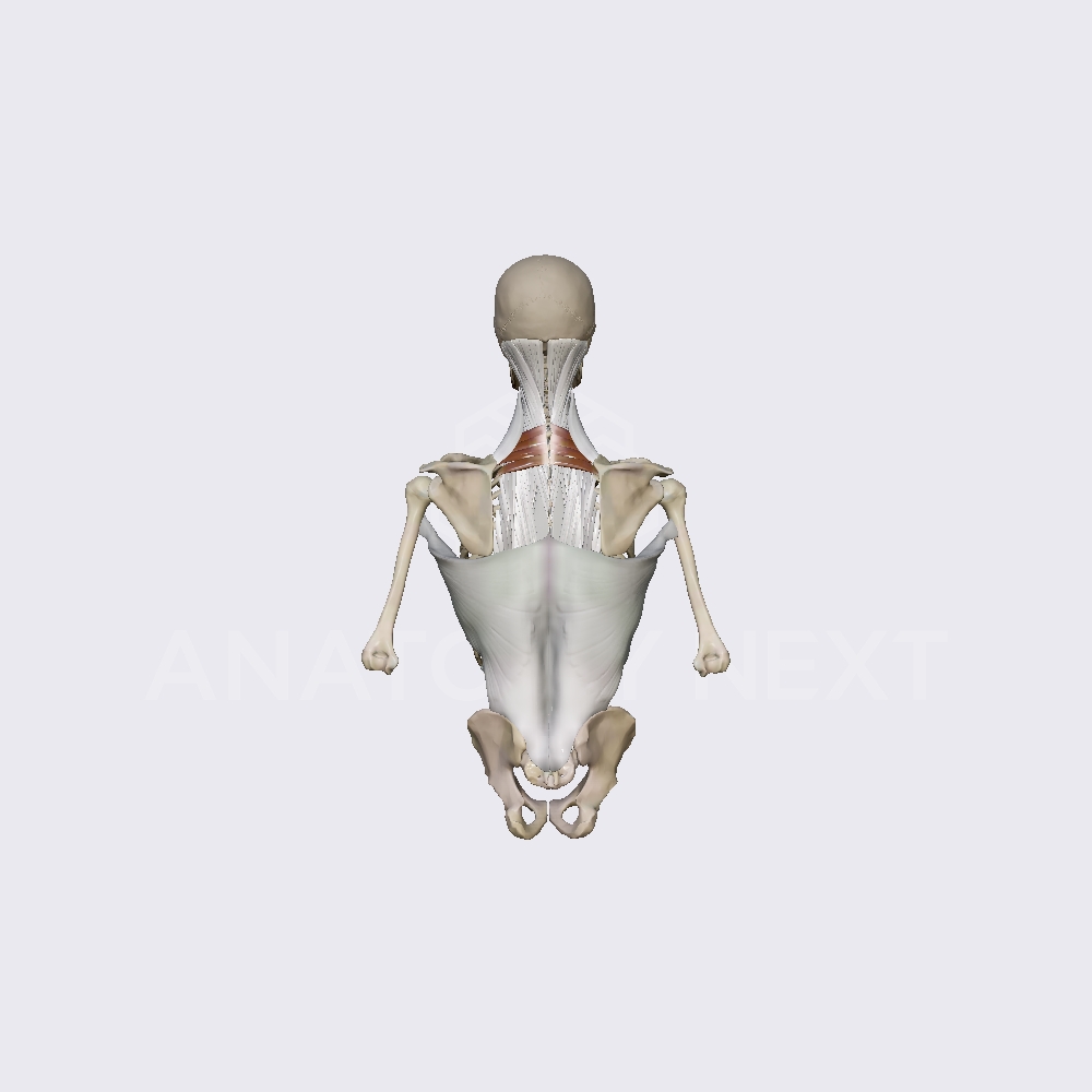 Serratus posterior superior muscle