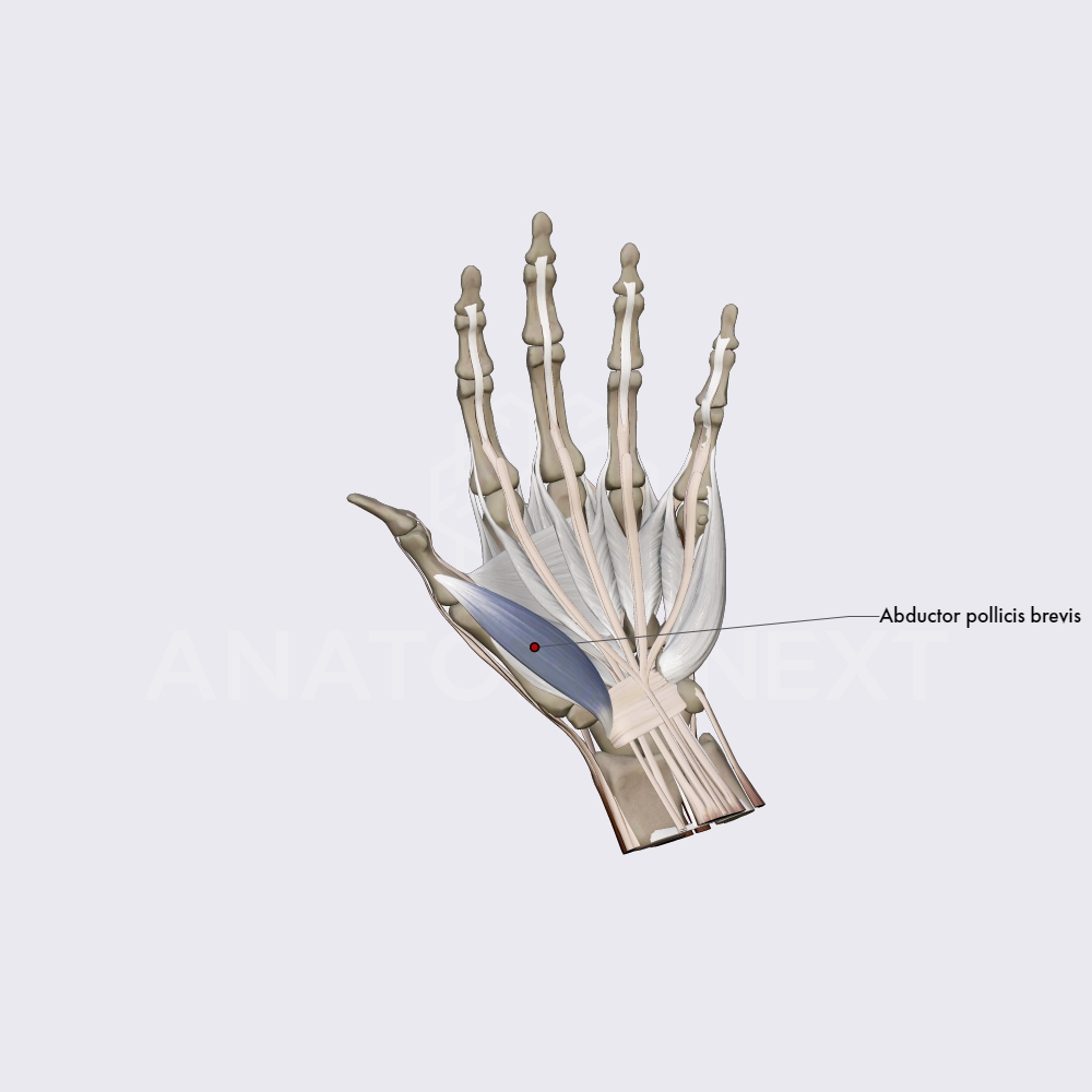 Lateral group of the hand muscles (part 1)