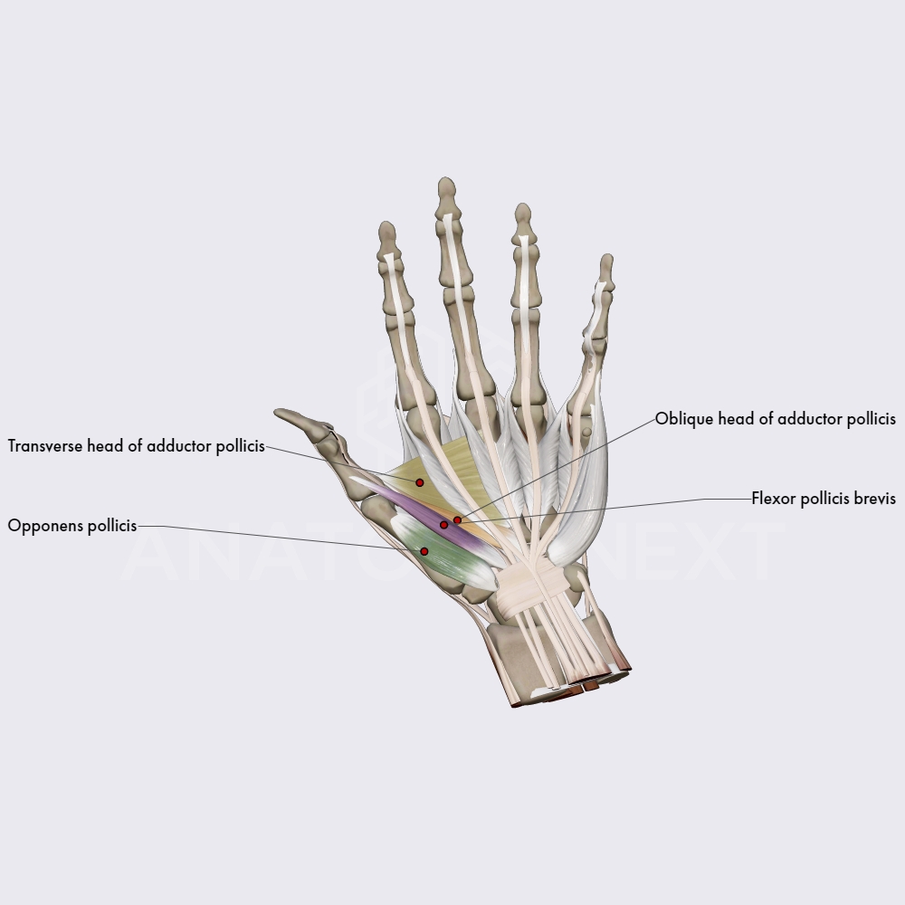Lateral group of the hand muscles (part 2)