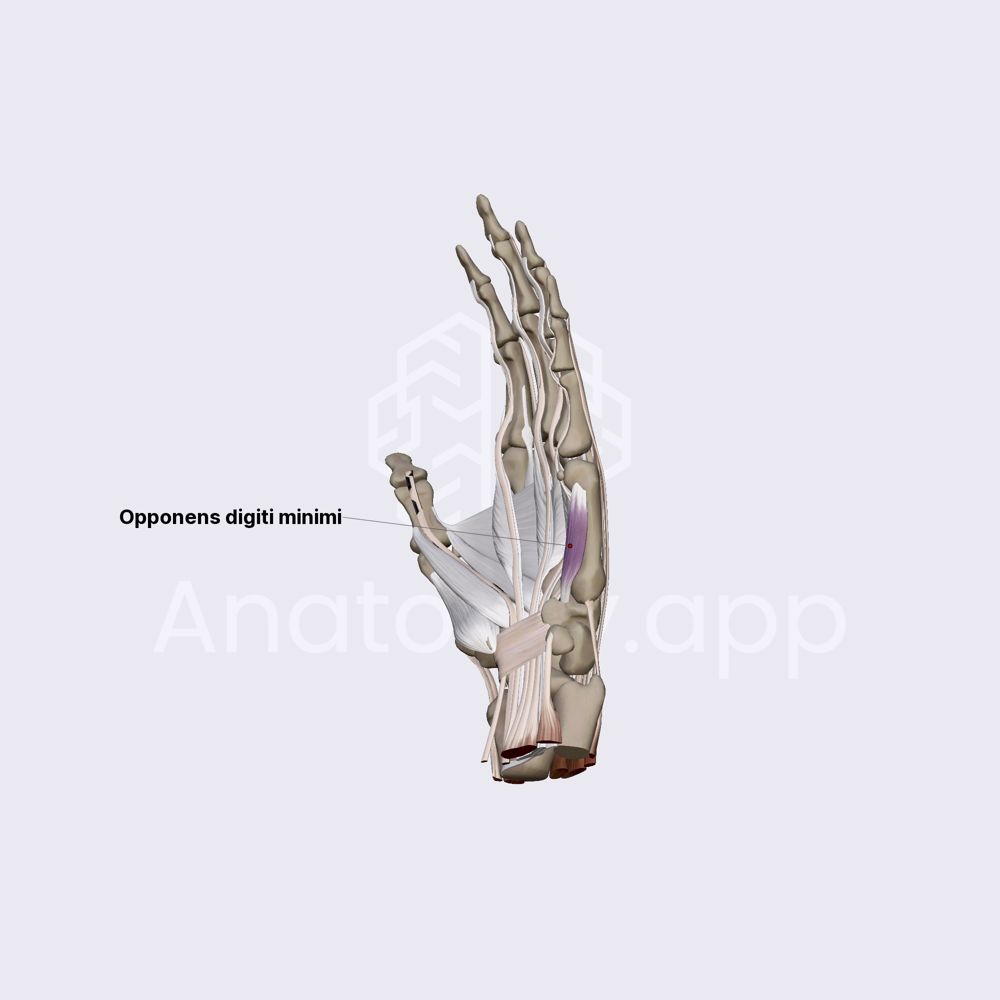 Medial group of hand muscles (part 3)