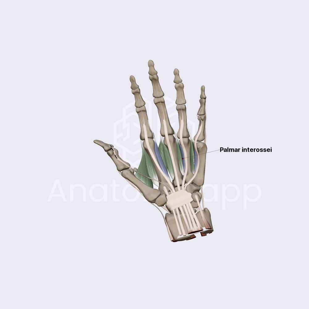 Middle group of hand muscles (part 2)