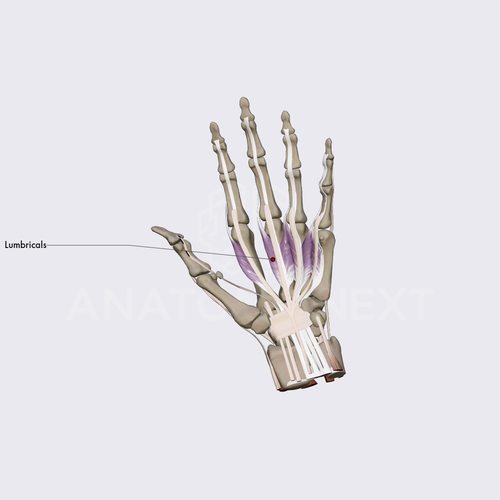 Middle group of the hand muscles (part 1)