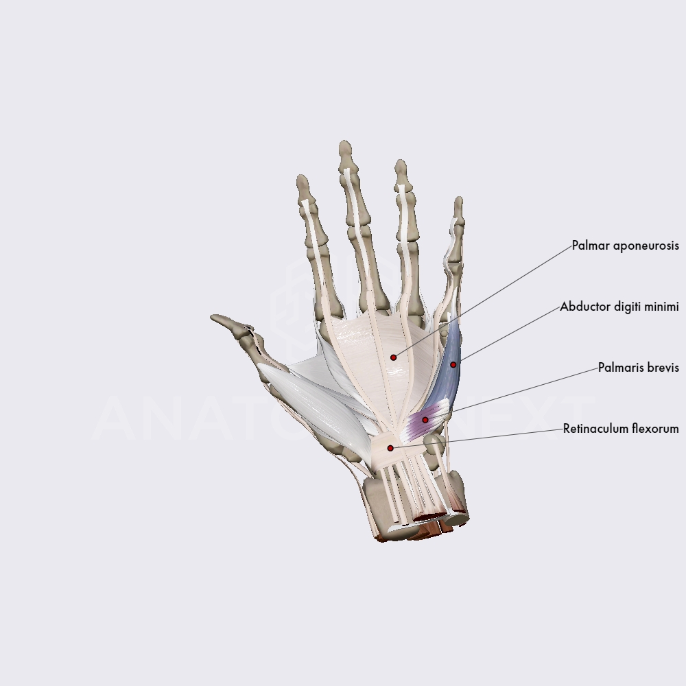 Medial group of the hand muscles (part 1)