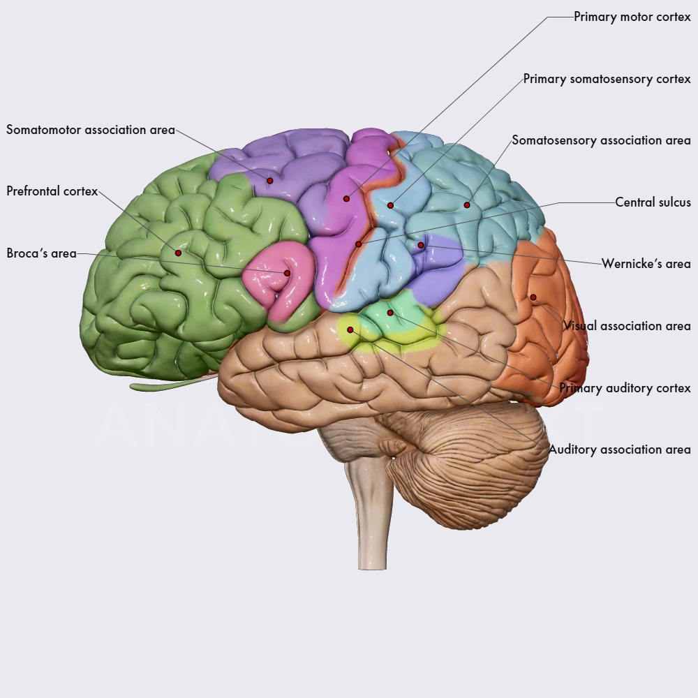 Functional areas of the cerebral cortex