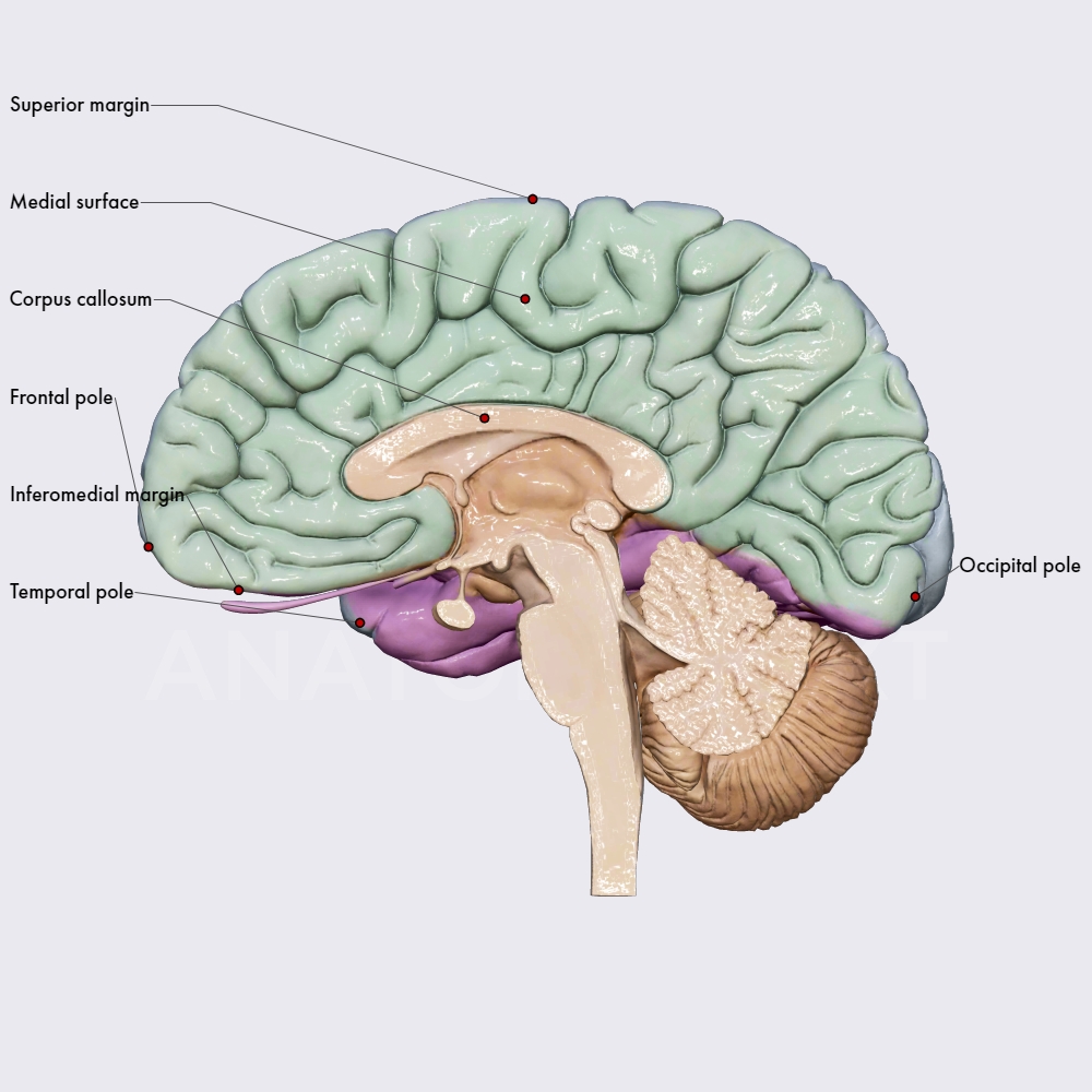 Cerebrum (Cerebral hemispheres)