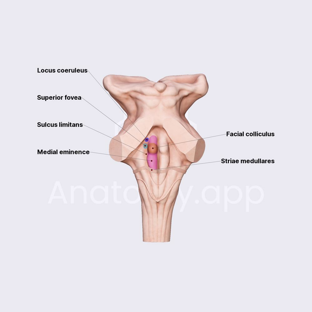 Rhomboid fossa: superior triangle