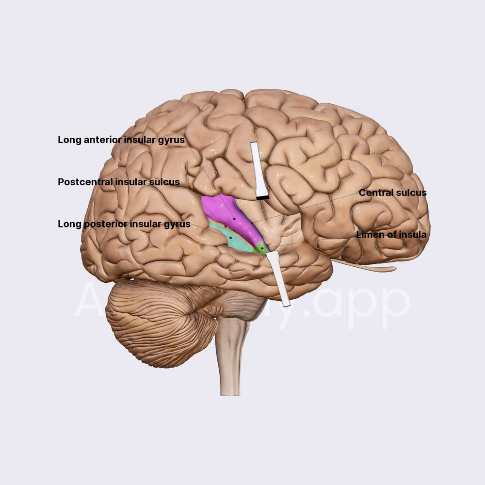 Insula: posterior lobule