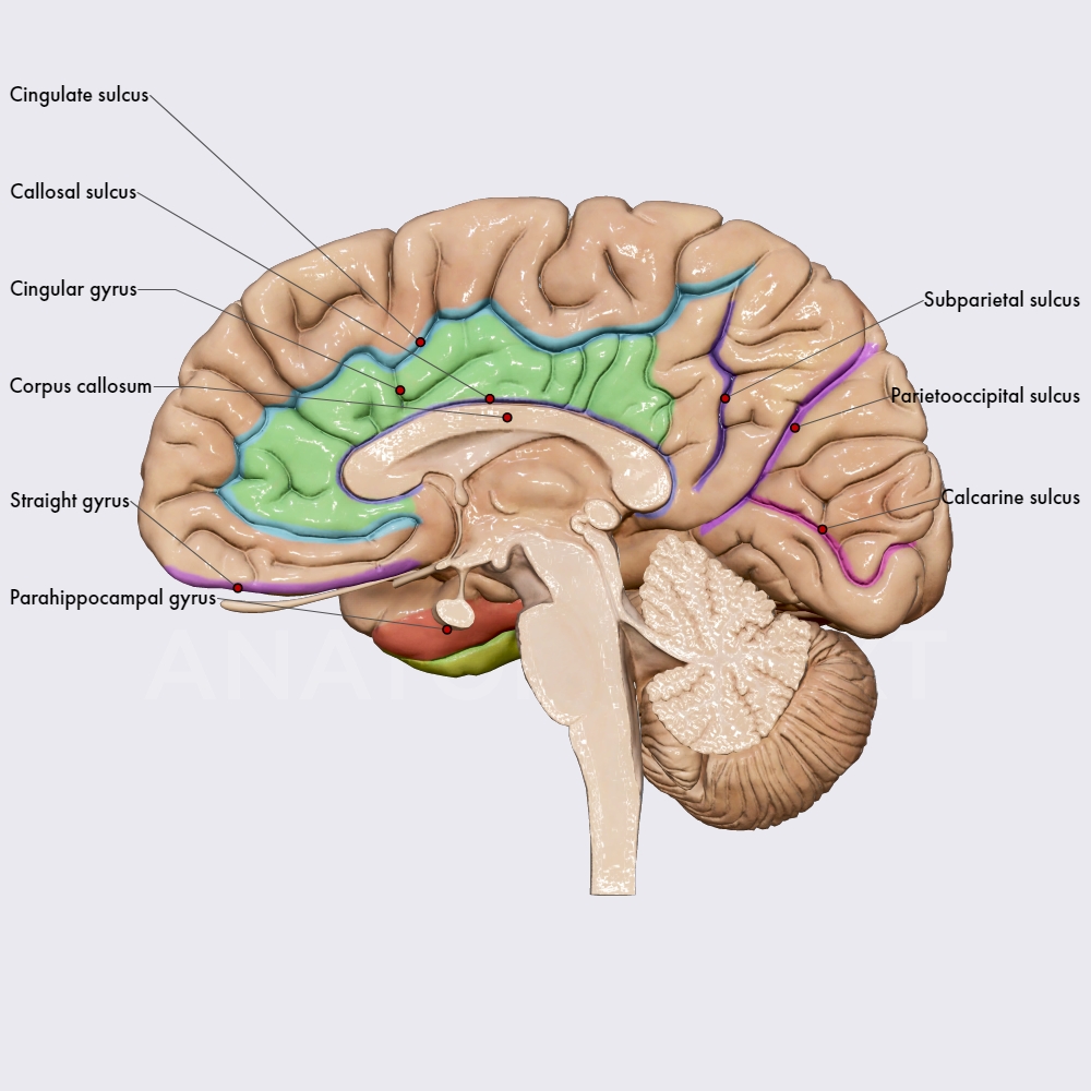 Sulci and gyri of the medial and inferior cerebral surfaces