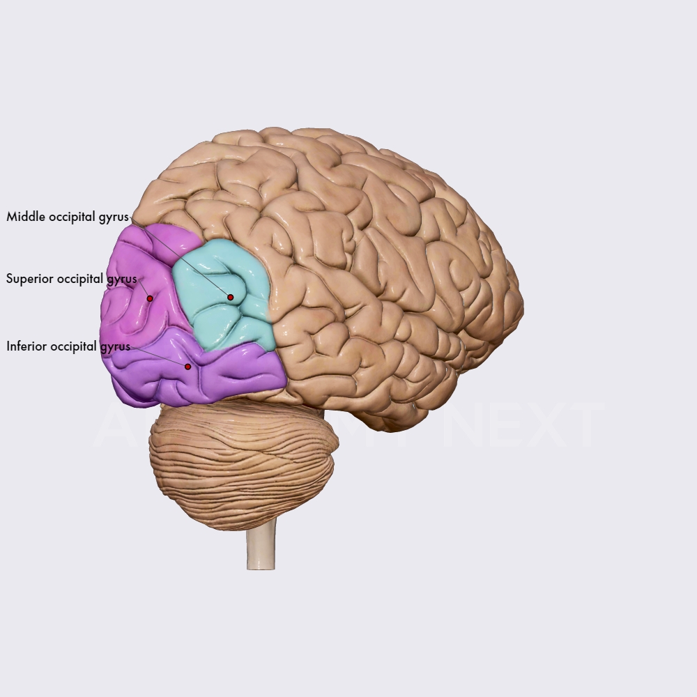 Occipital lobe: sulci and gyri