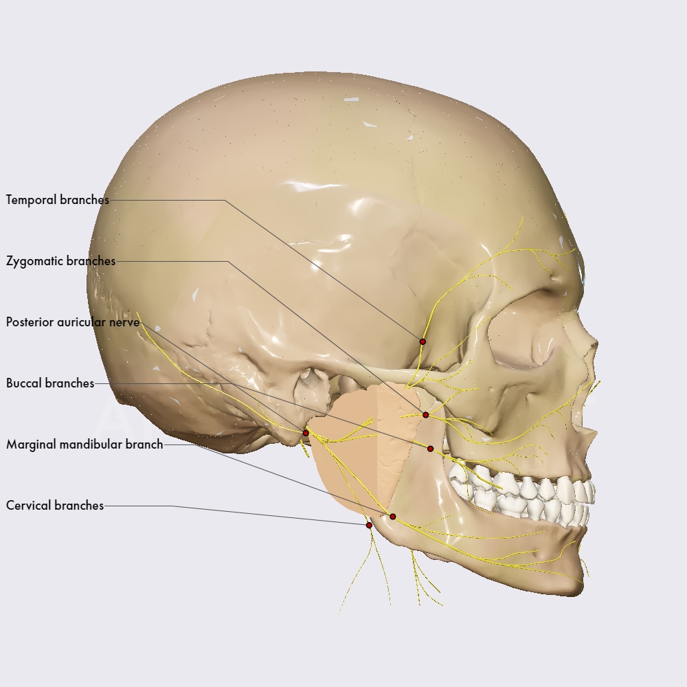 Motor innervation of the face
