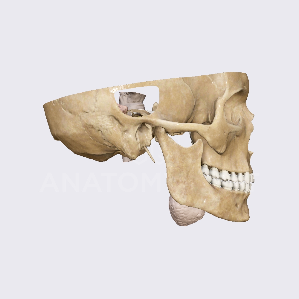 Intermediate portion of the facial nerve