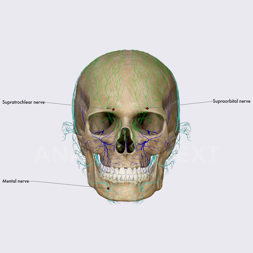 Sensory innervation of the face