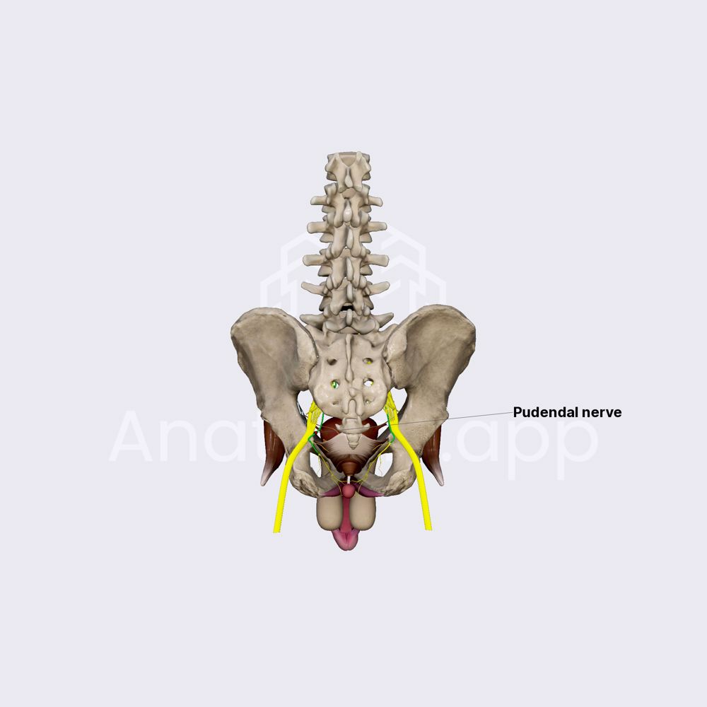 Pudendal nerve
