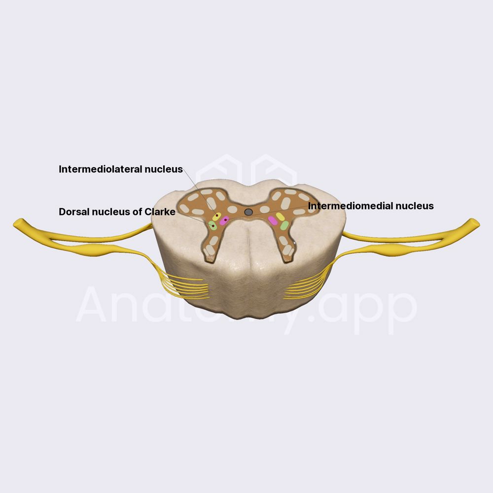 Nuclei of intermediate column