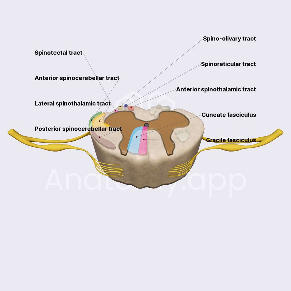 Ascending tracts of spinal cord