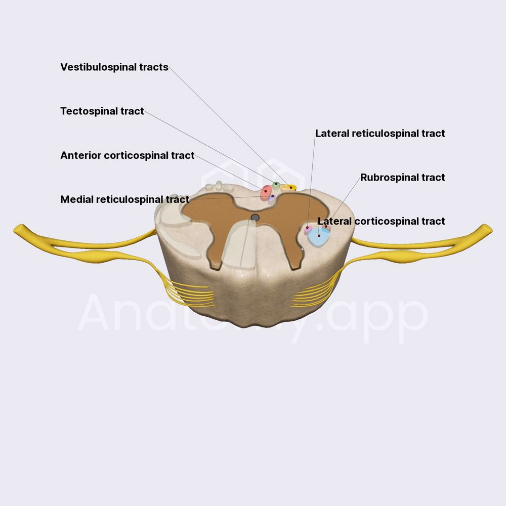 Descending tracts of spinal cord