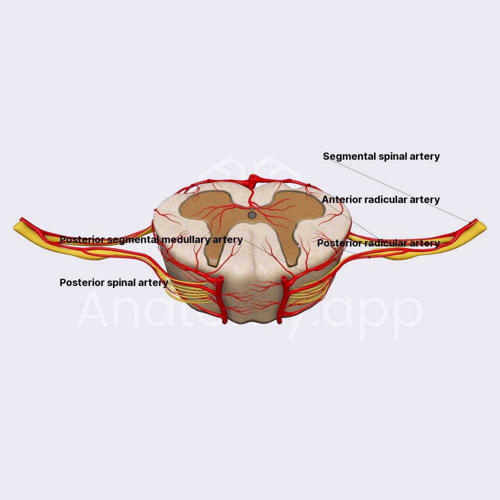 Arterial blood supply of spinal cord
