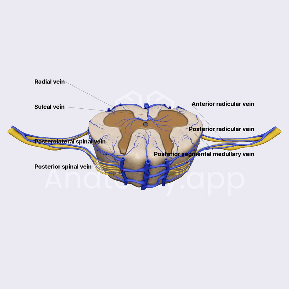 Venous drainage of spinal cord