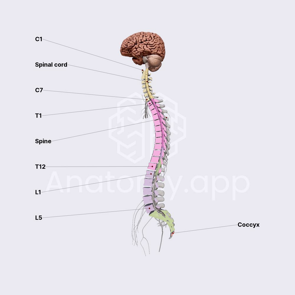 Discrepancy of spinal cord and spine