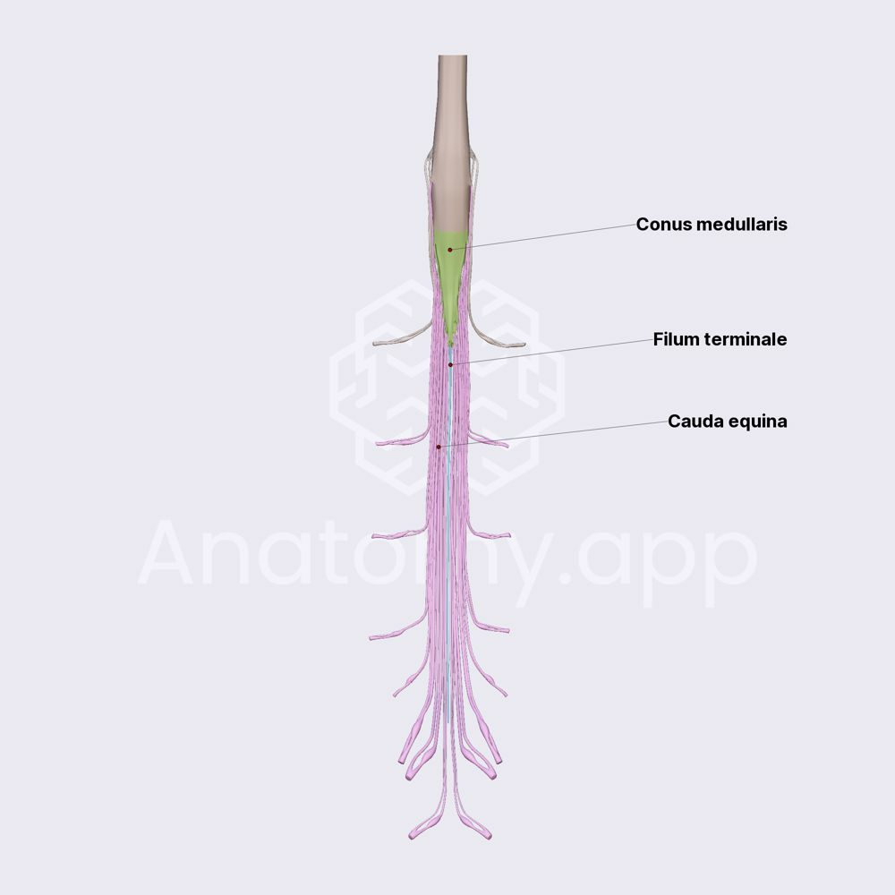 Conus medullaris, filum terminale and cauda equina