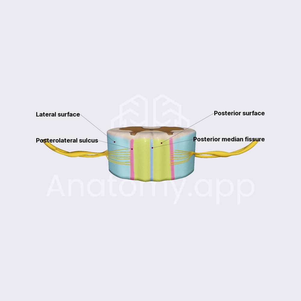 External surfaces and grooves of spinal cord