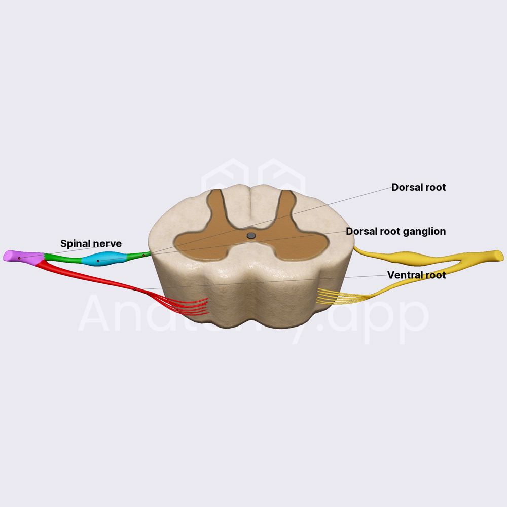 Spinal nerves and roots