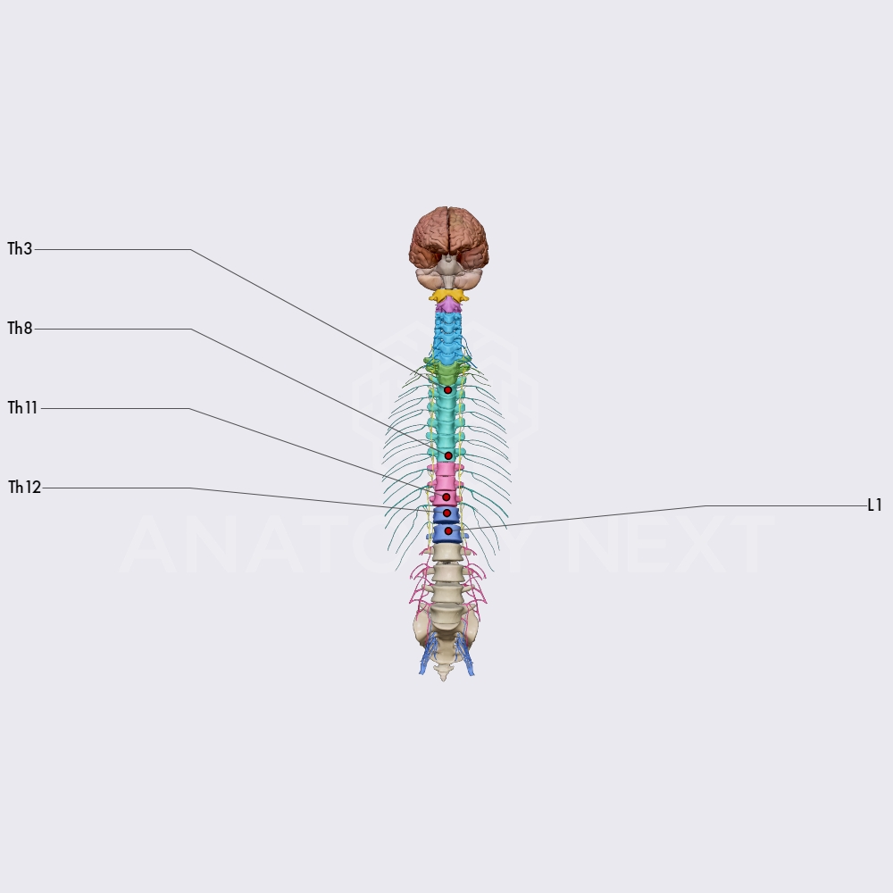 Discrepancy of spinal cord and spine