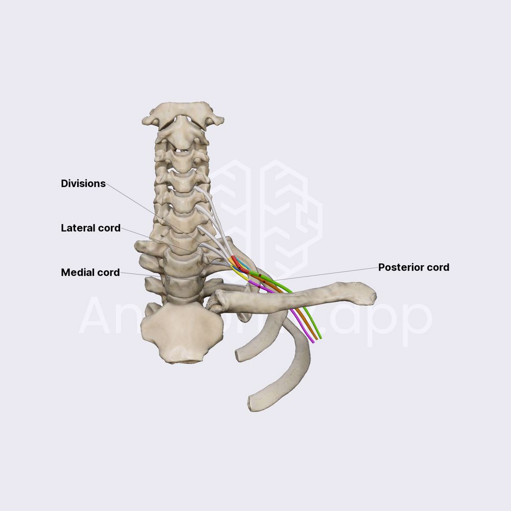 Cords of brachial plexus