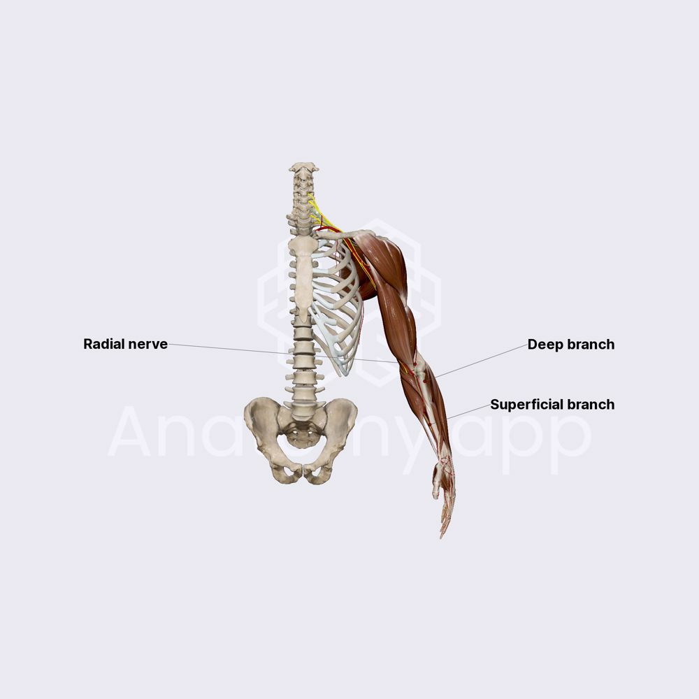 Radial nerve