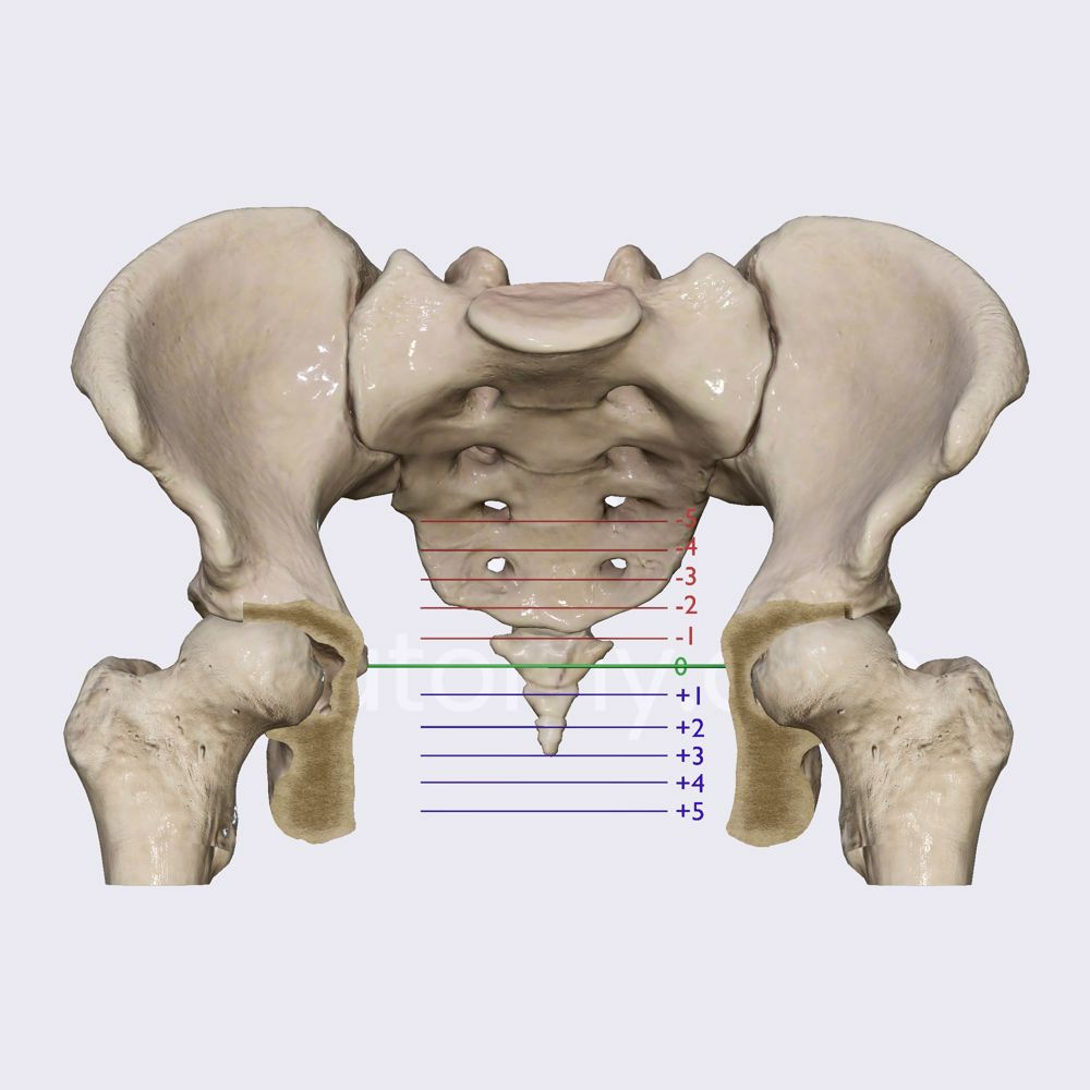 Stations at birth (fetal stations)