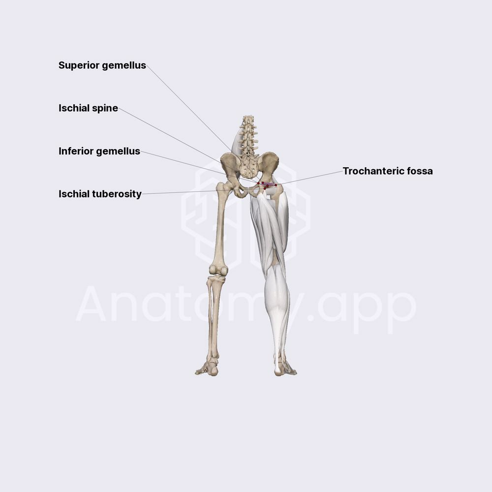 Superior and inferior gemellus muscles