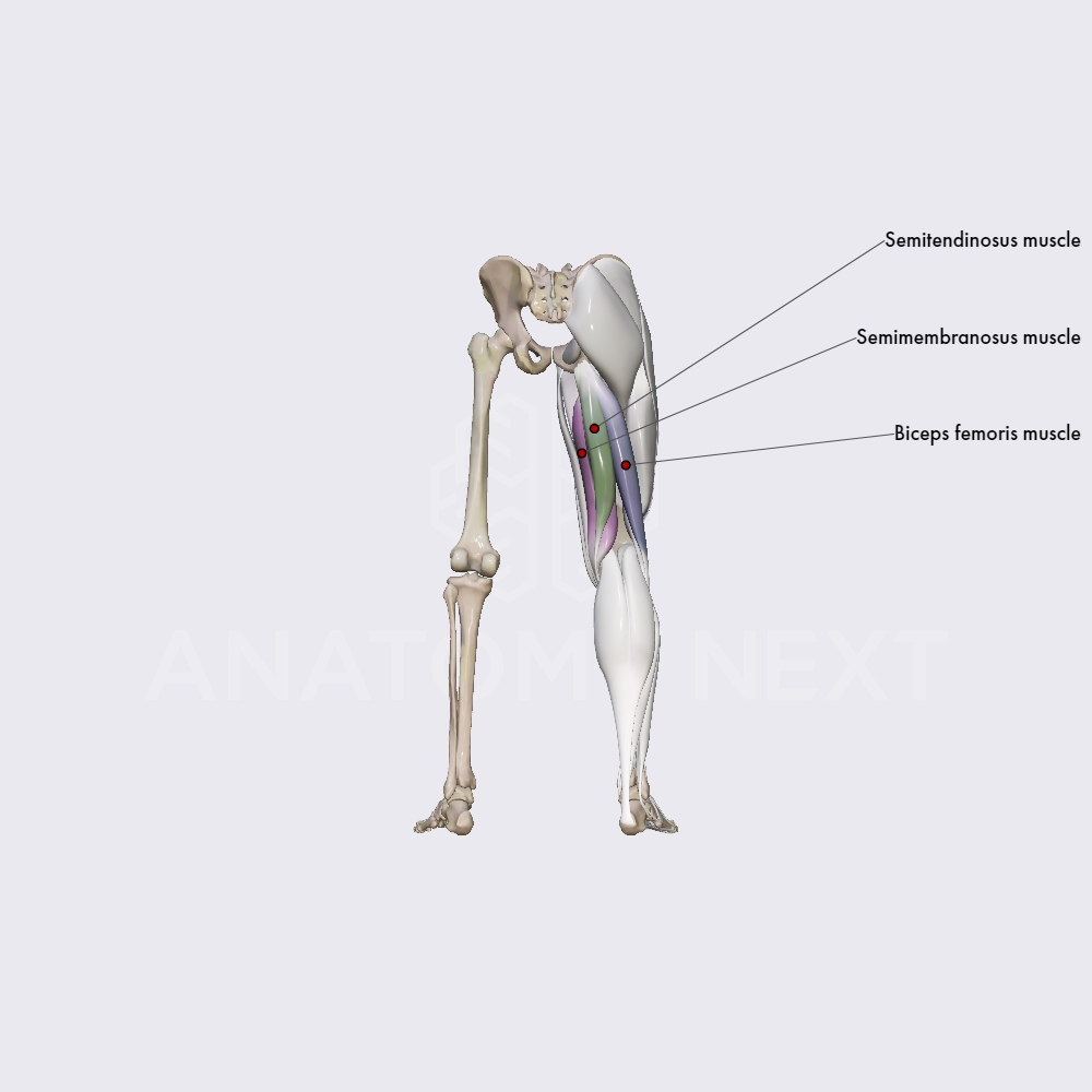 Hamstring muscles
