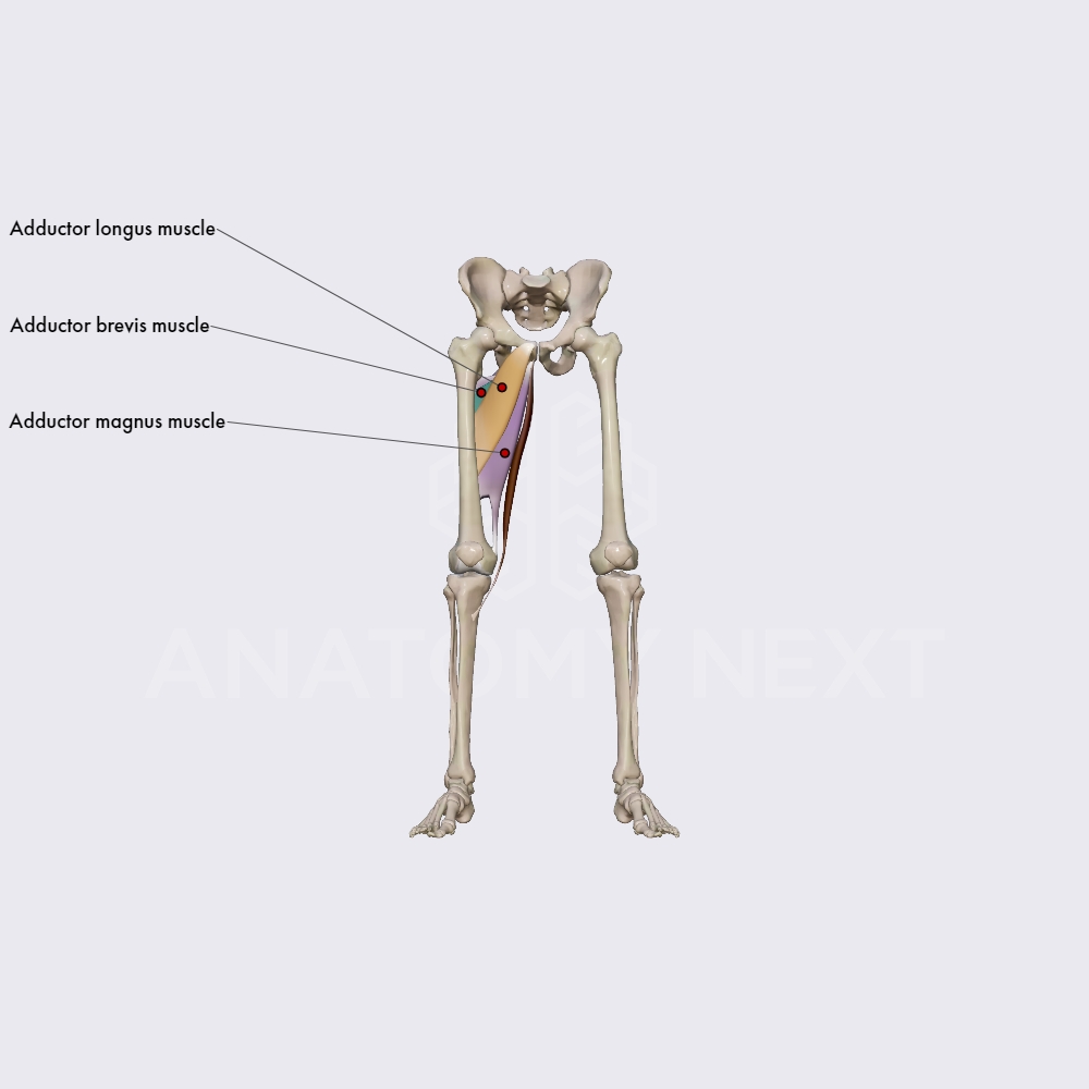 Inner thigh muscles (adductor longus, brevis and magnus)