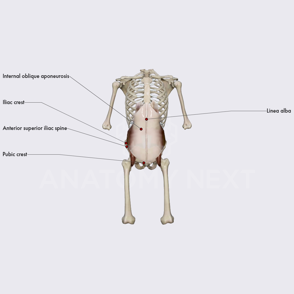 Internal abdominal oblique muscle