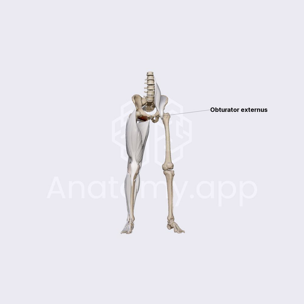 Obturator externus muscle