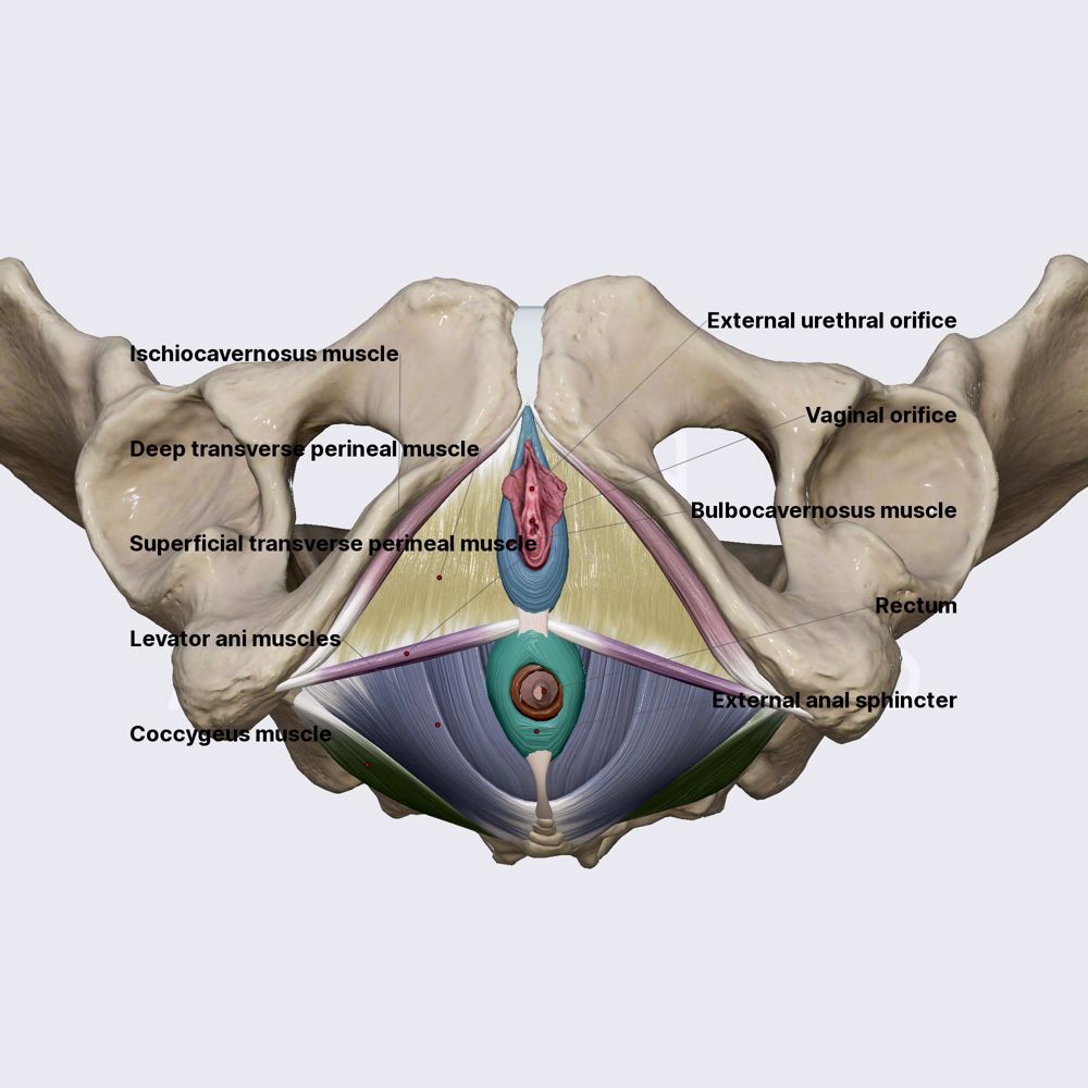 Pelvic floor - inferior view