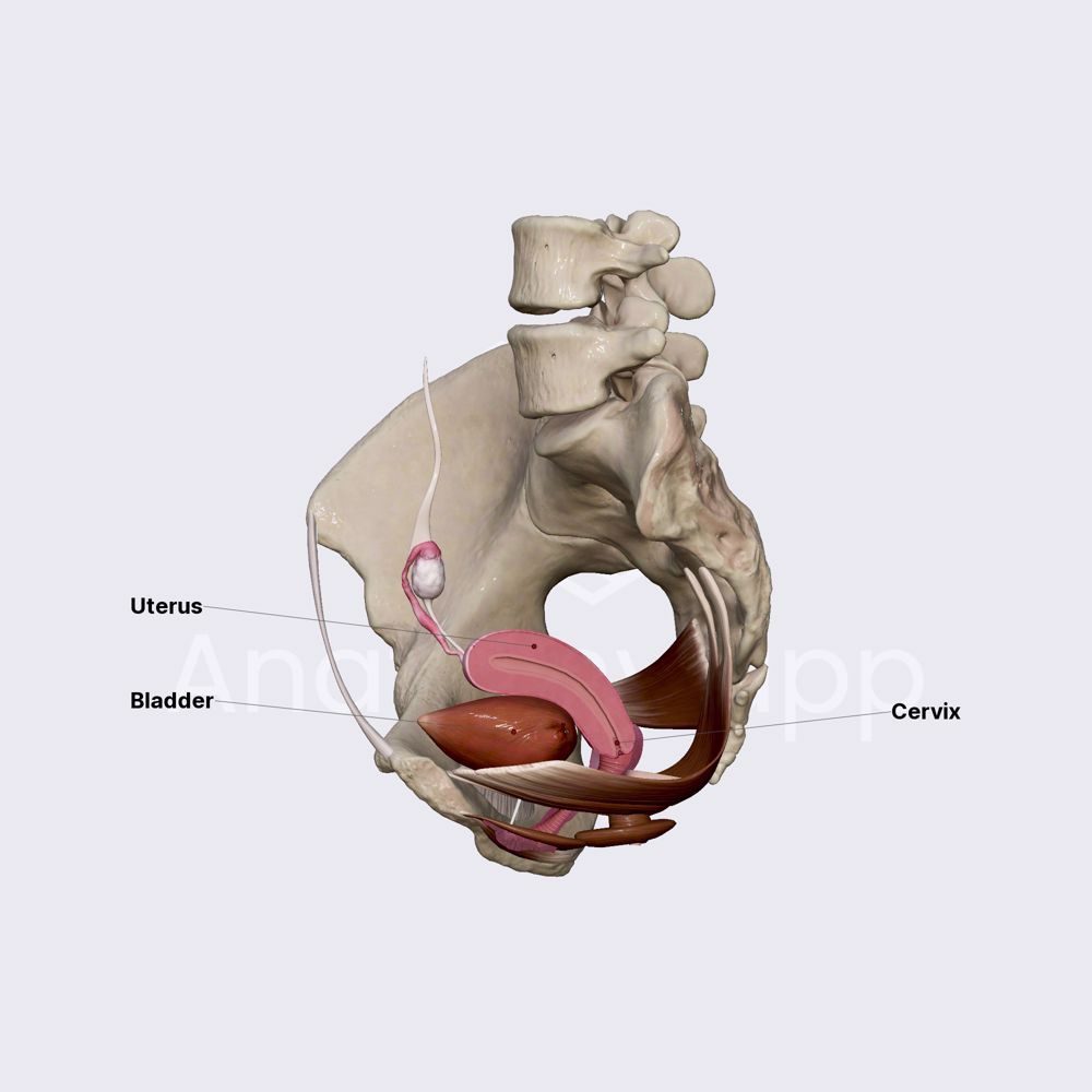 Pelvic floor organs