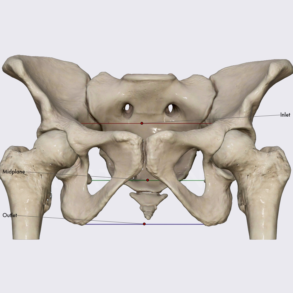 Pelvic inlet, mid pelvis, and pelvic outlet